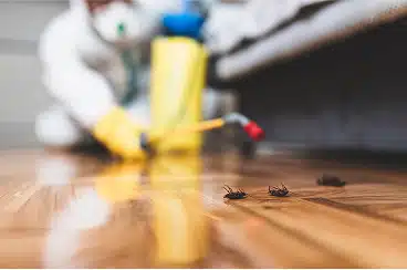 Middle Georgia pests